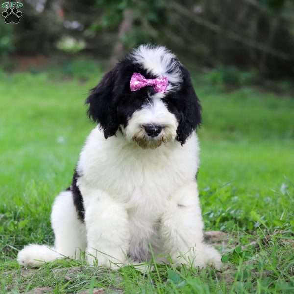 Sophia, Sheepadoodle Puppy